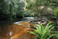 Andrew River, Franklin-Gordon Wild Rivers National Park, Tasmanian Wilderness World Heritage Area.