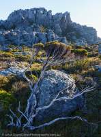 Alpine shrub and conglomerate outcrop, Tasmanian Wilderness World Heritage Area