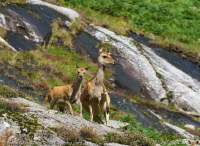Deer, Glendalough, County Wicklow, Ireland.