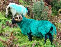 Green-dyed sheep, Connemara, County Galway, Ireland