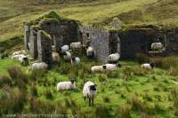 Sheep & ruined farmhouse, Achill Island, County Mayo, Ireland