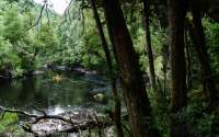 Jane River, near Acheron River confluence, Franklin-Gordon Wild Rivers National Park, Tasmanian Wilderness World Heritage Area.