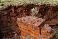 Lone shrub on pillar, Knox Gorge, Hamersley Range, Karijini National Park, Western Australia.