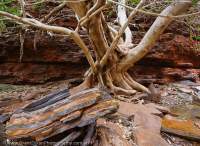 Fig tree, Weano Gorge, Hamersley Range, Karijini National Park, Western Australia.