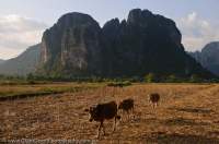 LAOS, Vientiane, Vang Vieng. Limestone karst peak rises beyond dry rice field, Nam Song river valley.