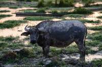 LAOS, Champasak, Kiet Ngong. Buffalo grazing on wetland, Se Pian National Protected Area, dawn.