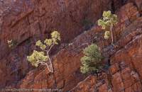 'Wallaby Gorge', Ormiston Pound, Tjoritja/West MacDonnell National Park, Northern Territory, Australia.