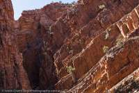 Quartzite strata, 'Wallaby Gorge', Ormiston Pound, Tjoritja/West MacDonnell National Park, Northern Territory, Australia.