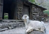 Goat and stone house, Manaslu Circuit trek, Nepal