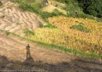 Shadow on harvested fields, Tsum Valley, Manaslu Circuit trek, Nepal