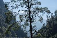 Backlit conifer, Budhi Gandaki gorge, Manaslu Circuit trek, Nepal