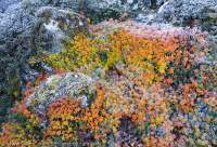Frosted shrubs in autumn colour, Manaslu Circuit trek, Nepal