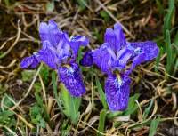 NEPAL, Karnali. Wild Iris flowers.