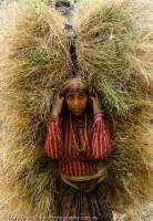 NEPAL, Mugu. Woman carrying large load of hay fodder home from fields.
