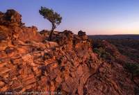 Sandstone outcrop and small Cypress Pine at dawn, Mutawintji National Park