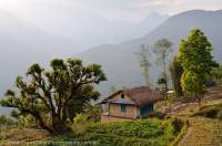 NEPAL. Thatch roofed house & adjacent vegetable field, above Arun valley, Makalu Base Camp Trek.