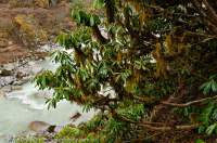 NEPAL. Mossy Rhododendron shrubs beside Barun River, Makalu Base Camp Trek, Makalu - Barun National Park.