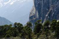 NEPAL. Coniferous trees below glaciated granite bluff, Barun valley, Makalu Base Camp Trek, Makalu - Barun National Park.