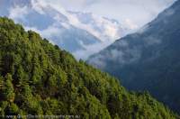 NEPAL. Sagamartha National Park. Pine forest in Dudh Kosi valley, below Namche Bazaar, Everset Basecamp Trek.