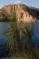 AUSTRALIA, Northern Territory, Top End, Katherine, Nitmiluk National Park. Escarpment, Pandanus palm and plunge pool at Leliyn (Edith Falls).