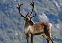 NORWAY, Oppland, Jotunheimen National Park. Wild reindeer stag, Memurutunga.
