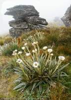 Mountain Daisy (Celmisia sp.), Garvie Mountains, New Zealand.