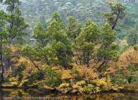 Lake Oenone, Mt Olympus, Cradle Mtn - Lk St Clair National Park, Tasmanian Wilderness World Heritage Area.