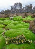 Cushion plants near Johnsons Lagoon, Walls of Jerusalem National Park, Tasmanian Wilderness World Heritage Area