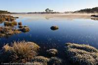 AUSTRALIA, Tasmania, Central Plateau. Dawn at Kenneth Lagoon, fringed by Pineapple grass (Astelia alpina), Skullbone Plains. TLC land.