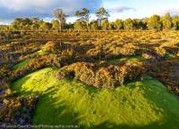 Cushion plant & Coral fern moorland, Skullbone Plains, Central Plateau, Tasmania