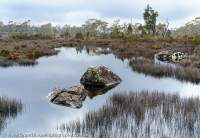 Sphagnum wetland, Central Plateau, Tasmanian Wilderness World Heritage Area.