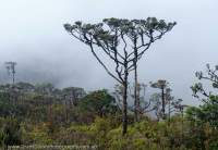 Coniferous alpine forest, Star Mountains, Papua New Guinea.