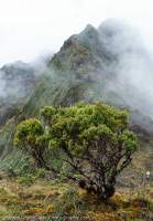 Mt Scorpio, Star Mountains, Papua New Guinea.