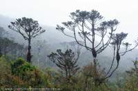 Coniferous alpine woodland, Star Mountains, Papua New Guinea.