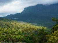 Forest below the Hindenburg Wall, from Bakonabip, Papua New Guinea.