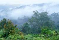 Misty forest near Kavorabip, Star Mountains, Papua New Guinea.