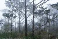 Coniferous woodland, Star Mountains, Papua New Guinea.