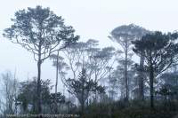 Coniferous woodland, Star Mountains, Papua New Guinea.