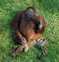 Orangutan, Matang Wildlife Centre (where animals rescued from captivity are rehabilitated, Kubah National Park, Sarawak, Malaysia.