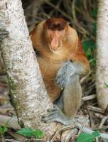 Proboscis Monkey (endemic to Borneo island), Bako National Park, Sarawak, Malaysia.