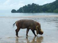 Bearded Pig, Bako National Park, Sarawak, Malaysia.