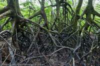 Mangrove roots in coastal wetland, Bako National Park, Sarawak, Malaysia.