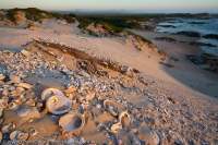 Shells in eroding Aboriginal midden, Tarkine region, dusk.