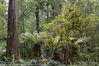 Wet forest near Lk Chisholm, Tarkine region, Northwest Tasmania