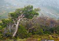 Pencil pine and Fagus, Tyndall Range, Tasmania