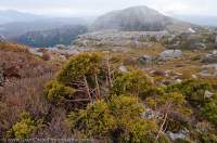 AUSTRALIA, Tasmania, West Coast Range. King Billy PIne and leafless Deciduous Beech (both endemic), glaciated (during last ice age) alpine plateau beyond, Tyndall Range.