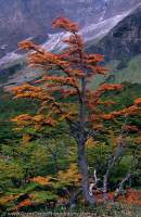 ARGENTINA, Tierra del Fuego. Lenga (Nothofagus) tree in autumn, Canadon de la Oveja.