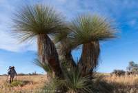 Grasstrees, Wild Eagle Plain, Urrampinyi Iltjiltjarri Aboriginal land trust area, Northern Territory, Australia