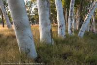 Redgums, Walker Creek, Urrampinyi Iltjiltjarri Aboriginal land trust area, Northern Territory, Australia