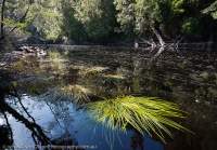 Wanderer River, Spero-Wanderer region, Southwest Conservation Area, Tasmania